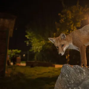 Red Fox (Vulpes Vulpes) at night, North London, England UK