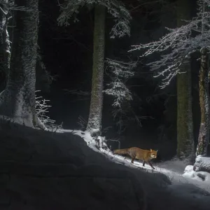 Red fox (Vulpes vulpes) at night in snow, camera trap image, Jura Mountains, Switzerland, August