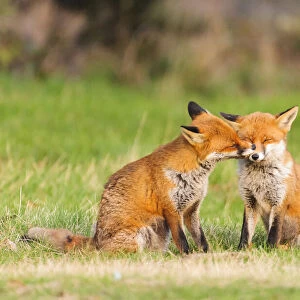 Red fox (Vulpes vulpes) pair nuzzling. London, UK. February