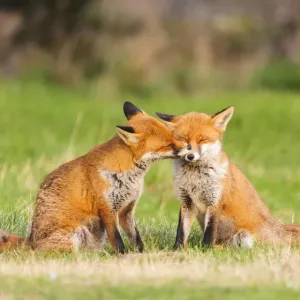 Red Fox Pair Nuzzling Print Red Fox Pair Nuzzling Print