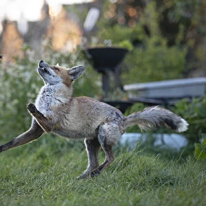Red fox (Vulpes vulpes) plays with a dead common garden frog (Rana temporaria