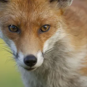 Red fox (Vulpes vulpes) portrait, England