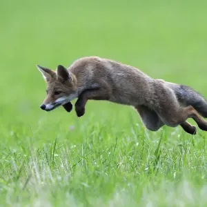 Red Fox (Vulpes vulpes) pouncing in grass. Vosges, France, July Red Fox (Vulpes vulpes) pouncing in grass. Vosges, France, July