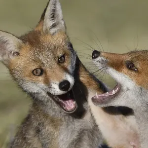 Red fox (Vulpes vulpes) pups playing, Vosges, France, June Red fox (Vulpes vulpes) pups playing, Vosges, France, June