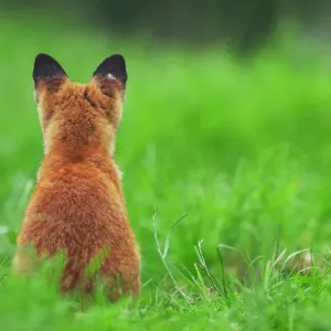 Red Fox Print: Rear View on Grass near Den Red Fox Print: Rear View on Grass near Den