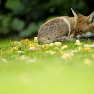 Red Fox (Vulpes vulpes) resting amongst autumn leaves, Leicestershire, England, UK Red Fox (Vulpes vulpes) resting amongst autumn leaves, Leicestershire, England, UK