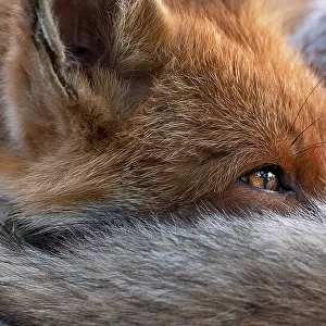 Red fox (Vulpes Vulpes) resting curled up close up, North London, England UK