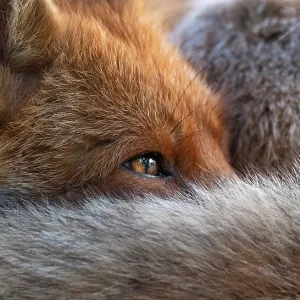 Red Fox Print - Close-up of a resting Vulpes Vulpes in North London Red Fox Print - Close-up of a resting Vulpes Vulpes in North London