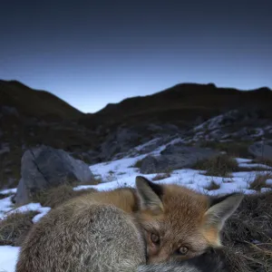 Red fox (Vulpes vulpes) resting with eyes open, Vanoise National Park, Rhone Alpes, France