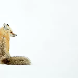 Red fox (Vulpes vulpes) resting and sitting on snow, Yellowstone National Park, USA, February