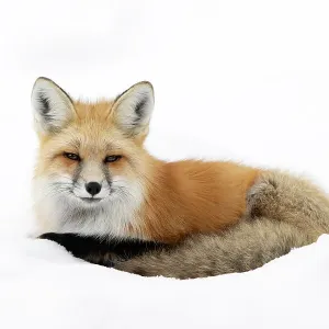 Red fox (Vulpes vulpes) resting in snow, Silver Gate, Yellowstone National Park, USA. January Red fox (Vulpes vulpes) resting in snow, Silver Gate, Yellowstone National Park, USA. January