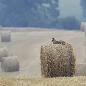 Red Fox (Vulpes vulpes) resting on straw bale in field. Vosges, France, July Red Fox (Vulpes vulpes) resting on straw bale in field. Vosges, France, July