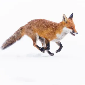 Red Fox (Vulpes vulpes) running through deep snow. London, UK. January