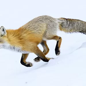 Red fox (Vulpes vulpes) running through snow. Hayden Valley, Yellowstone, USA. January