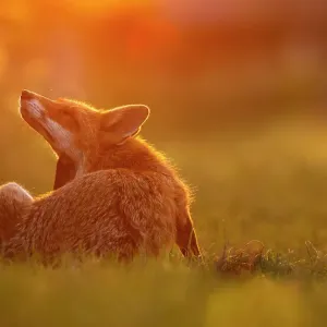 Red Fox (Vulpes Vulpes) scratching in sunset light, North London, England, UK, June Red Fox (Vulpes Vulpes) scratching in sunset light, North London, England, UK, June