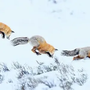 Red Fox Print: Snow Diving in Yellowstone Red Fox Print: Snow Diving in Yellowstone