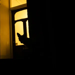 Red fox (Vulpes Vulpes) silhouetted in door to a house, North London, England, UK. June