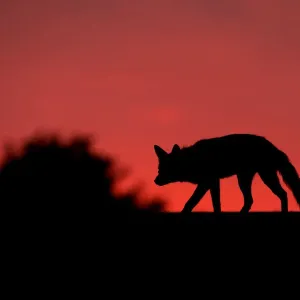 Red Fox Print: Silhouetted Dusk Landscape Red Fox Print: Silhouetted Dusk Landscape