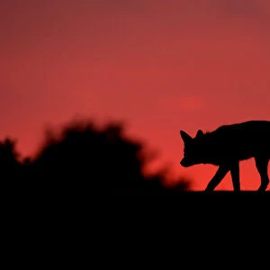 Red fox (Vulpes vulpes) silhouetted at dusk, after sunset, The Netherlands, July