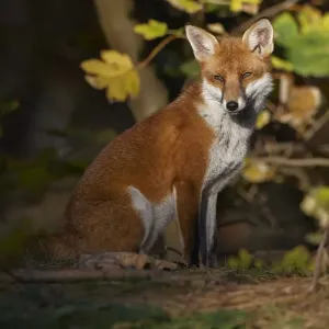 Red fox (Vulpes vulpes) sitting in deciduous woodland, Lancashire, England, UK, November Red fox (Vulpes vulpes) sitting in deciduous woodland, Lancashire, England, UK, November