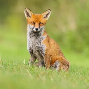 Red Fox (Vulpes vulpes) sitting on grass bank. London, UK. October