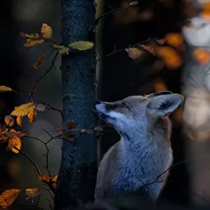 Red fox (Vulpes vulpes) sniffing beech tree trunk, Black Forest, Germany, Winner of