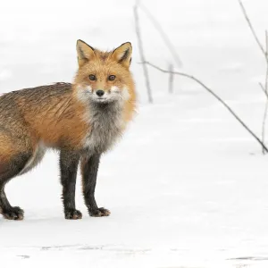 Red fox (Vulpes vulpes) on snow covered frozen pond, Acadia National Park, Maine, USA