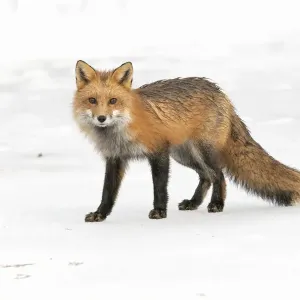 Red fox (Vulpes vulpes) on snow covered frozen pond, Acadia National Park, Maine, USA Red fox (Vulpes vulpes) on snow covered frozen pond, Acadia National Park, Maine, USA