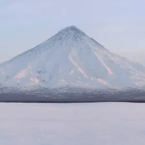 Red Fox (Vulpes vulpes) in snowy landscape with Kronotsky Volcano, Zapovednik, Kamchatka, Russia