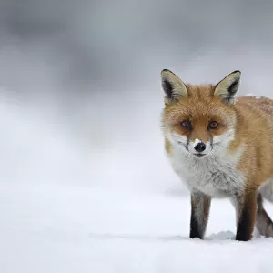 Red fox (Vulpes vulpes) standing in the snow, Staffordshire, UK, December