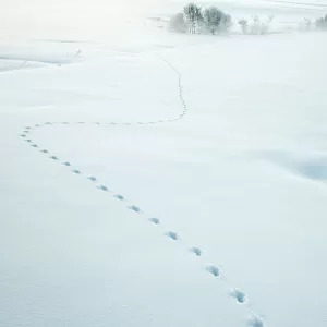 Red fox (Vulpes vulpes) tracks in fresh snow, Jura, Switzerland