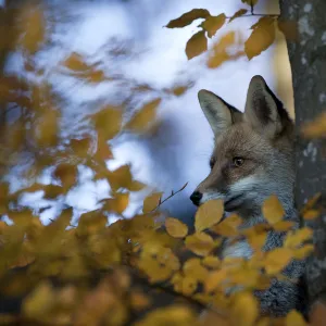 Red Fox (Vulpes vulpes) behind a tree and autumn leaves. Black Forest, Germany, November