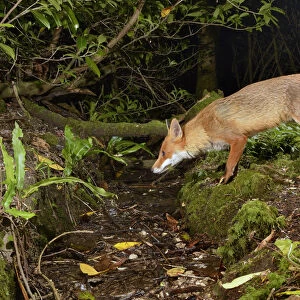 Red fox (Vulpes vulpes) visiting woodland stream to drink at night. Camera trap image