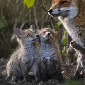 Red Fox Vixen Print: Urban Scene with Cubs Red Fox Vixen Print: Urban Scene with Cubs