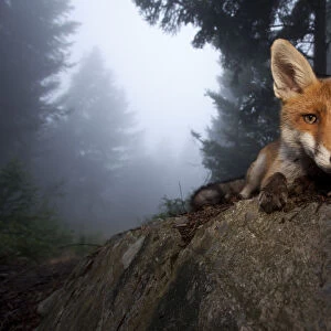 Red Fox (Vulpes vulpes) vixen on a misty day in woodland, Black Forest, Germany, July