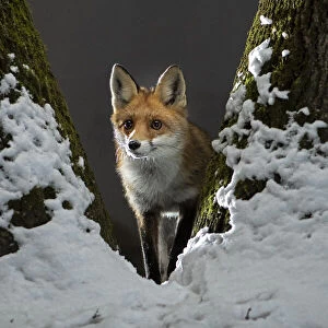 Red fox (Vulpes vulpes) vixen standing in fork of tree on snowy night, Vertes Mountains, Hungary