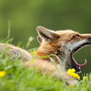 Red Fox Vixen Yawning Print Red Fox Vixen Yawning Print