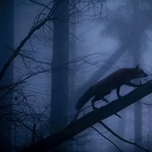 Red Fox (Vulpes vulpes) walking along a fallen trunk, silhouetted in misty forest