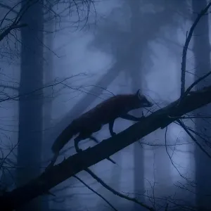 Red Fox (Vulpes vulpes) walking along a fallen trunk, silhouetted in misty forest Red Fox (Vulpes vulpes) walking along a fallen trunk, silhouetted in misty forest