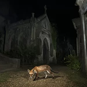 Red fox (Vulpes vulpes) walking through Highgate Cemetery Mausoleum at night, London, UK. August