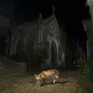 Red fox walking through Highgate Cemetery Mausoleum at night, Print Red fox walking through Highgate Cemetery Mausoleum at night, Print