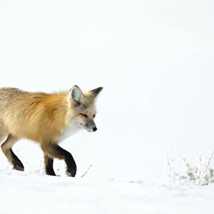 Red fox (Vulpes vulpes) walking in snow, Yellowstone National Park, USA, February