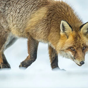 Red fox (Vulpes vulpes) walking in snow, Jura, Switzerland