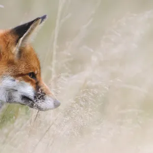 Red Fox (Vulpes vulpes) watching prey through long grass. London, UK. November