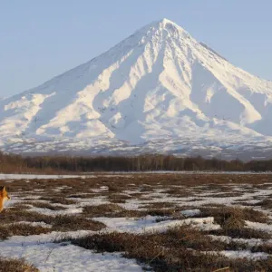 Red Fox Print in Landscape with Kronotsky Volcano Red Fox Print in Landscape with Kronotsky Volcano