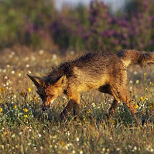Red fox (Vulpes vulpes) in wildflower meadow, Extremadura, Spain, April 2009