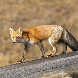 Red fox (Vulpes vulpes) in winter coat, Yellowstone National Park, Wyoming, USA. October