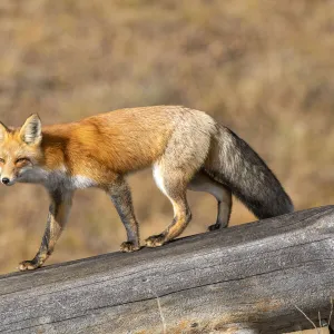 Red fox (Vulpes vulpes) in winter coat, Yellowstone National Park, Wyoming, USA. October