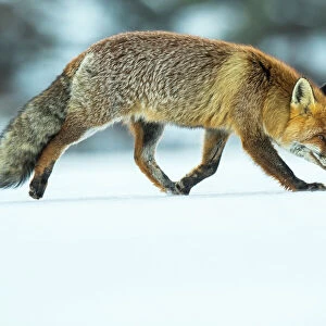 Red fox (Vulpes vulpes) in winter snow, Jura, Switzerland