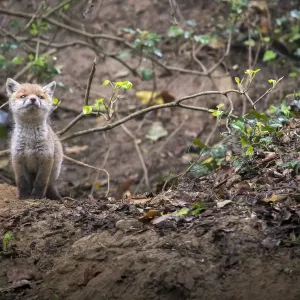 Red fox (Vulpes vulpes) young male cub near entrance to earth in woodland, Switzerland Red fox (Vulpes vulpes) young male cub near entrance to earth in woodland, Switzerland